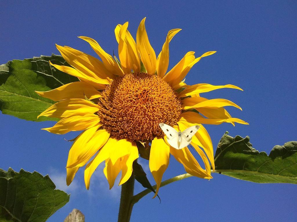 Blumen-Rose | Blühender Rosmarinstrauch