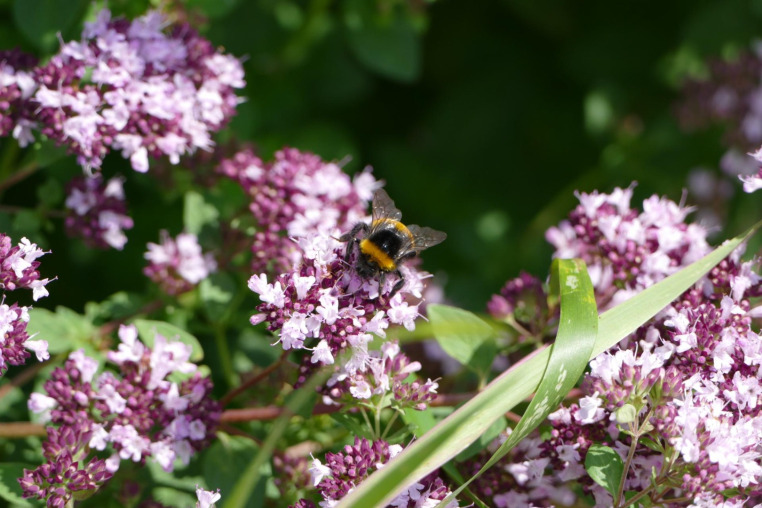 Blumen-Rose | Salbei