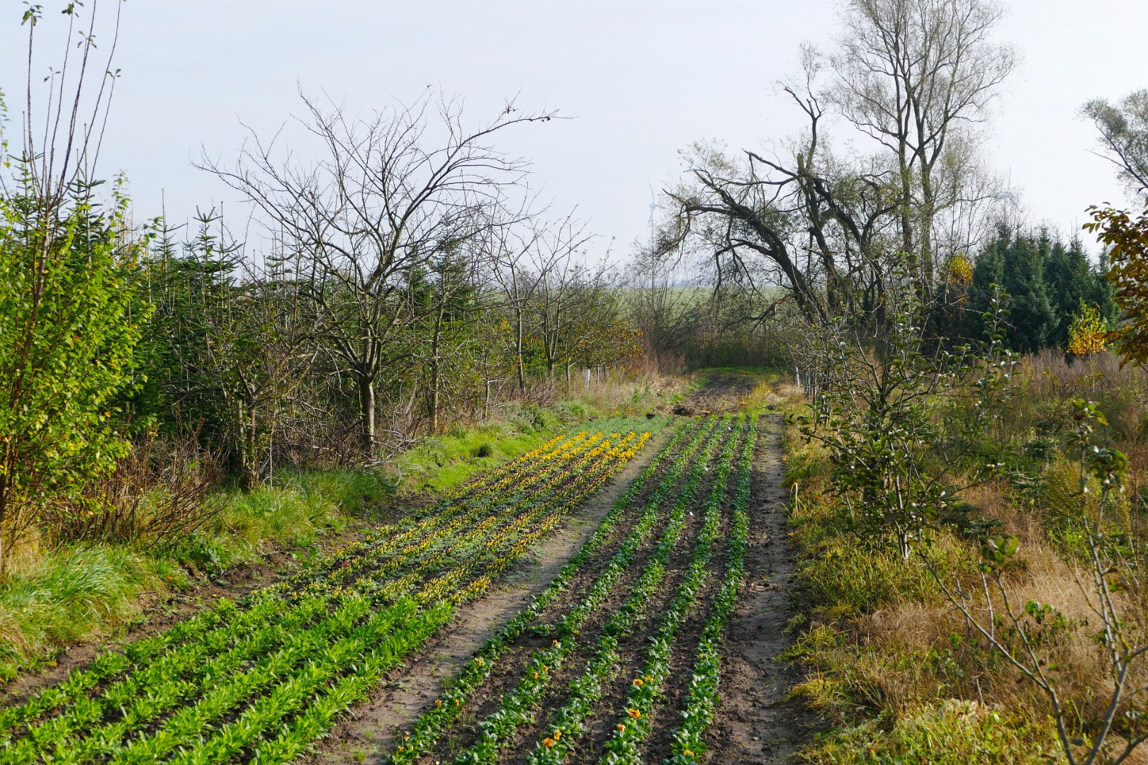 Blumen-Rose | Das Blumenfeld in Segeletz.