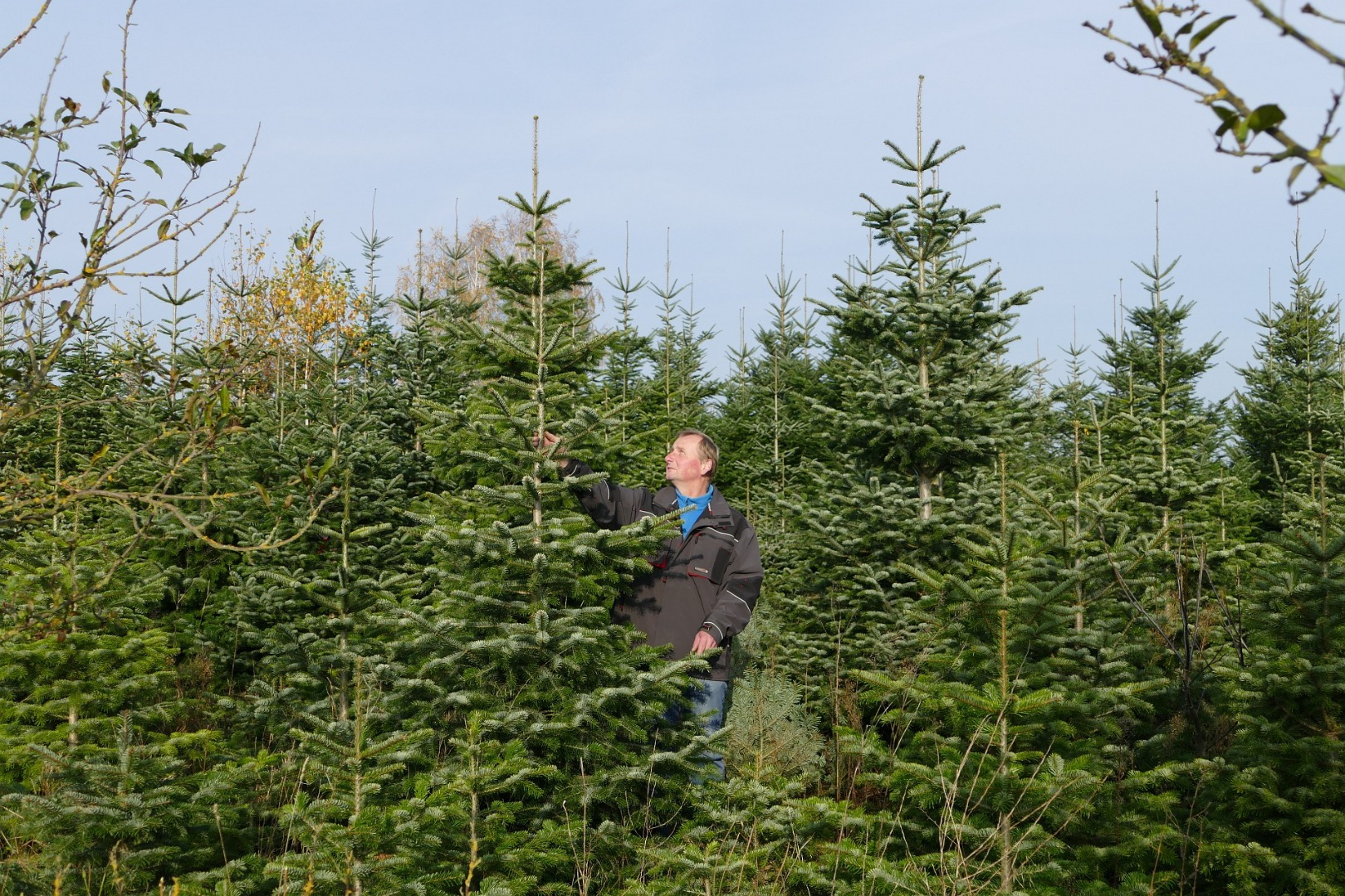 Blumen-Rose | Torsten Rose zwischen seinen Schützlingen in der Weihnachtsbaumplantage.