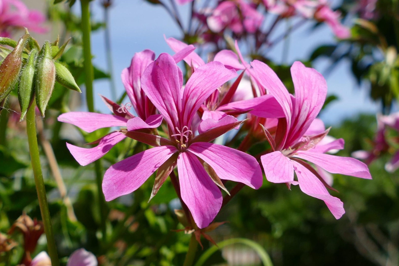 Blumen-Rose | Mauretanische Malve