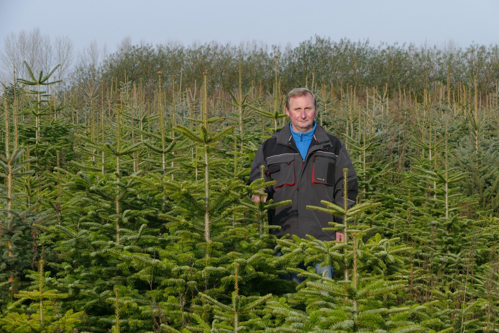 Blumen-Rose | Torsten Rose zwischen seinen Schützlingen in der Weihnachtsbaumplantage.