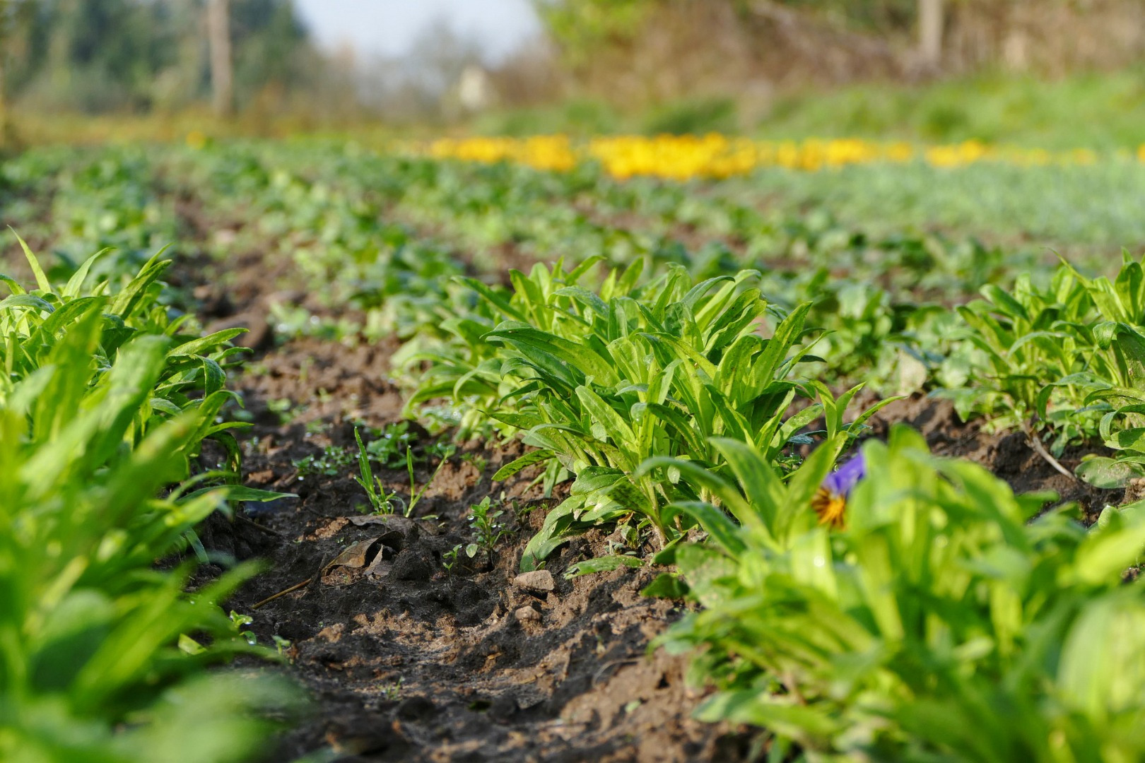 Blumen-Rose | Stiefmütterchen kurz vor der Winterruhe.
