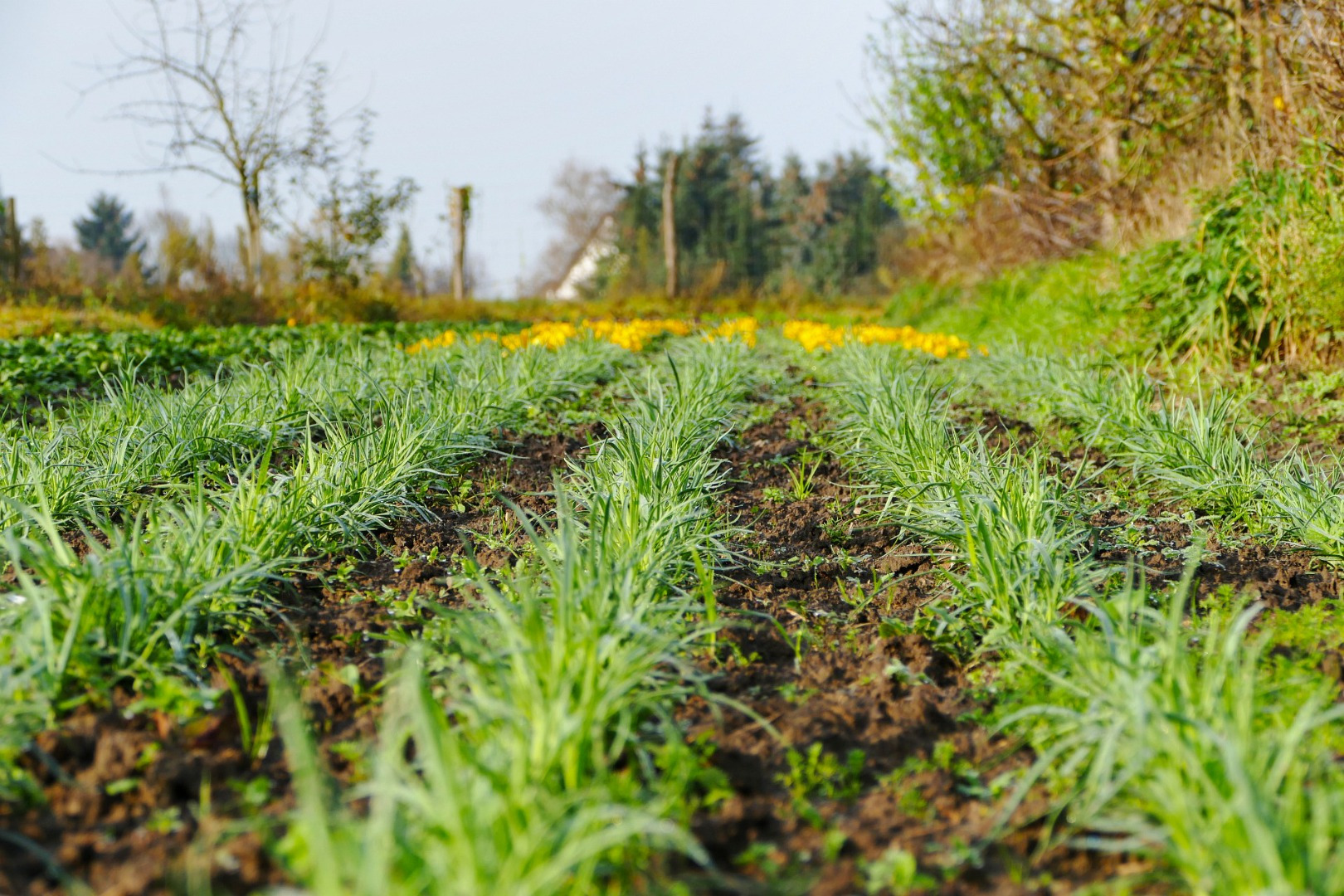 Blumen-Rose | Nelken - noch ganz jung...