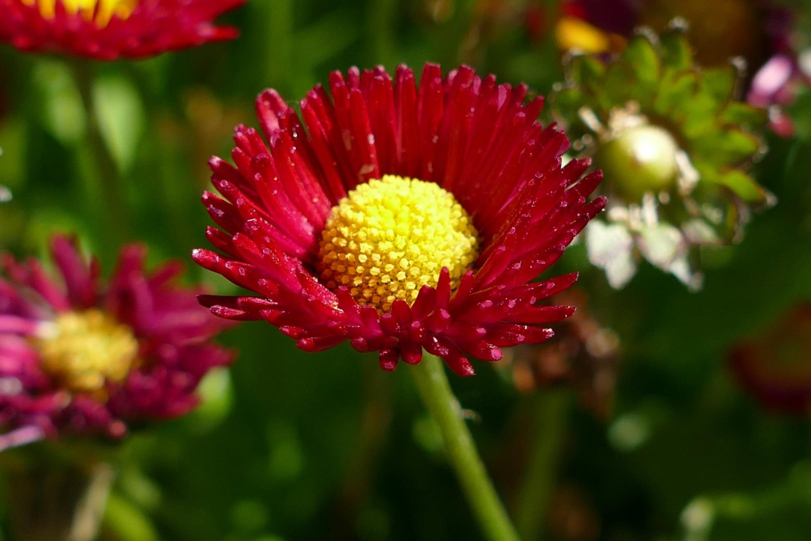 Blumen-Rose | Frühlingsbote Tausendschönchen