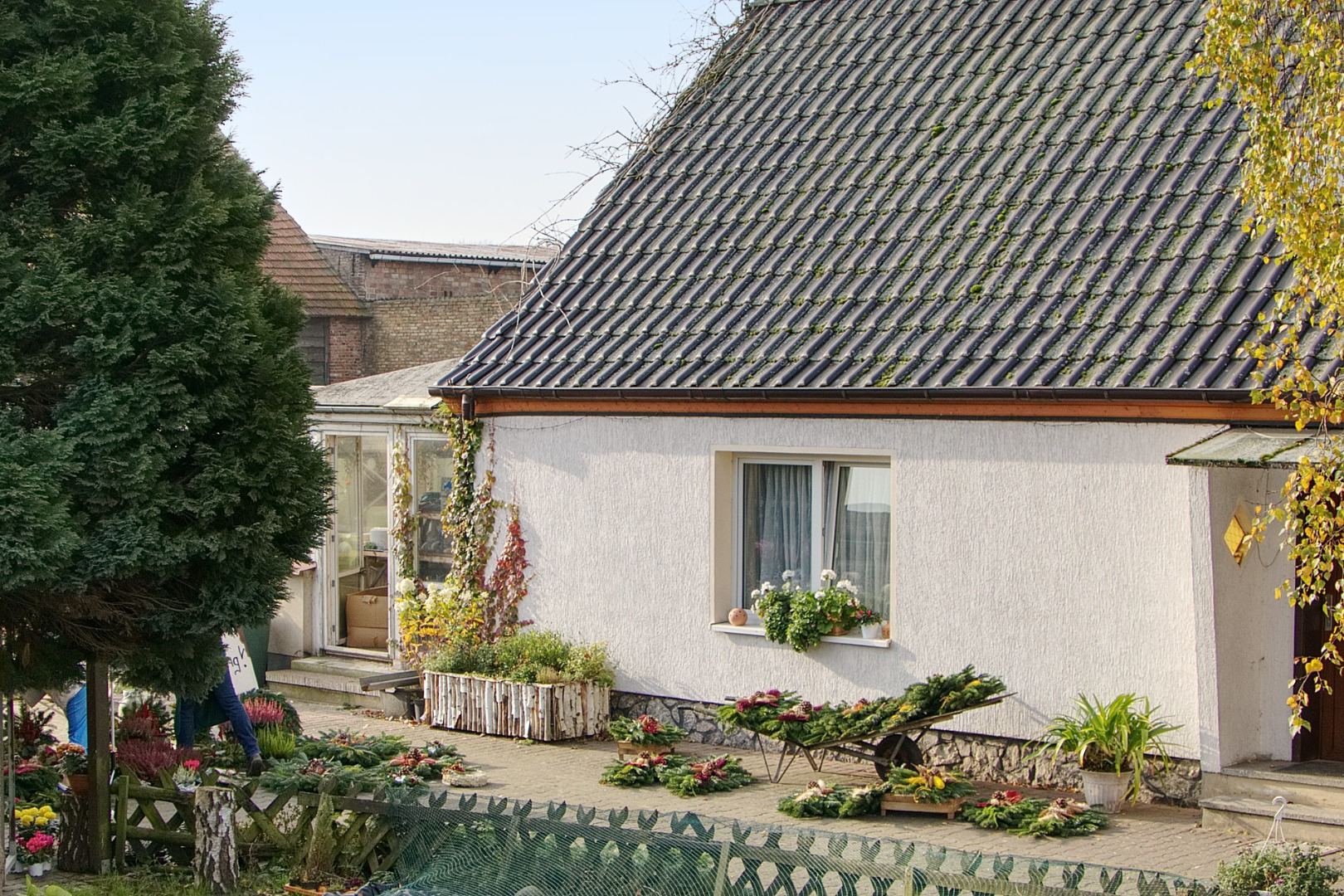 Blumen-Rose | Blick über den Zaun.