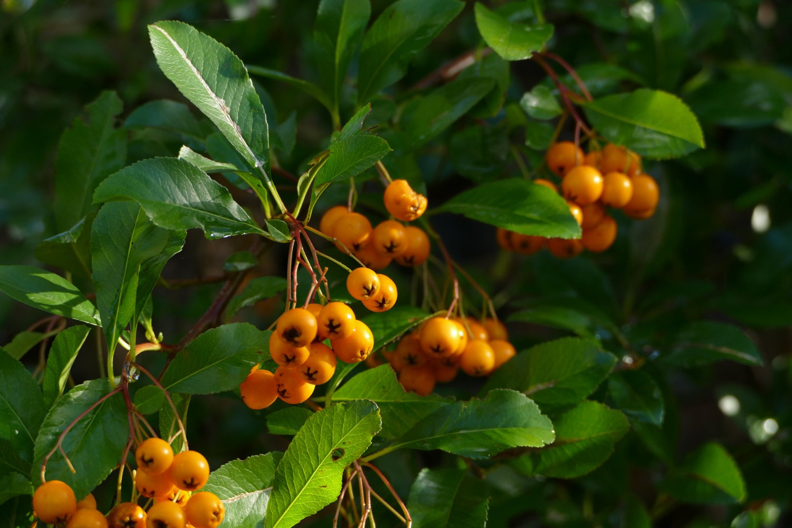 Blumen-Rose | Weiße Johannisbeeren