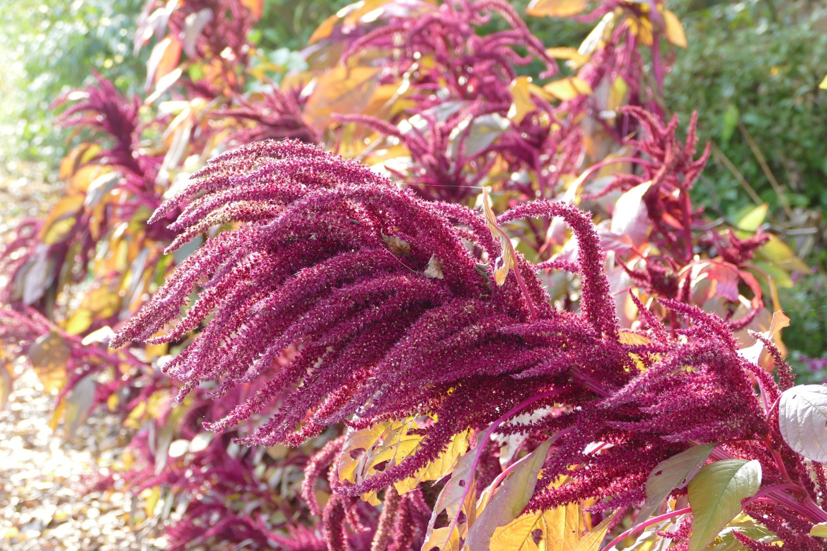 Blumen-Rose | Hornveilchen im Freilandbeet