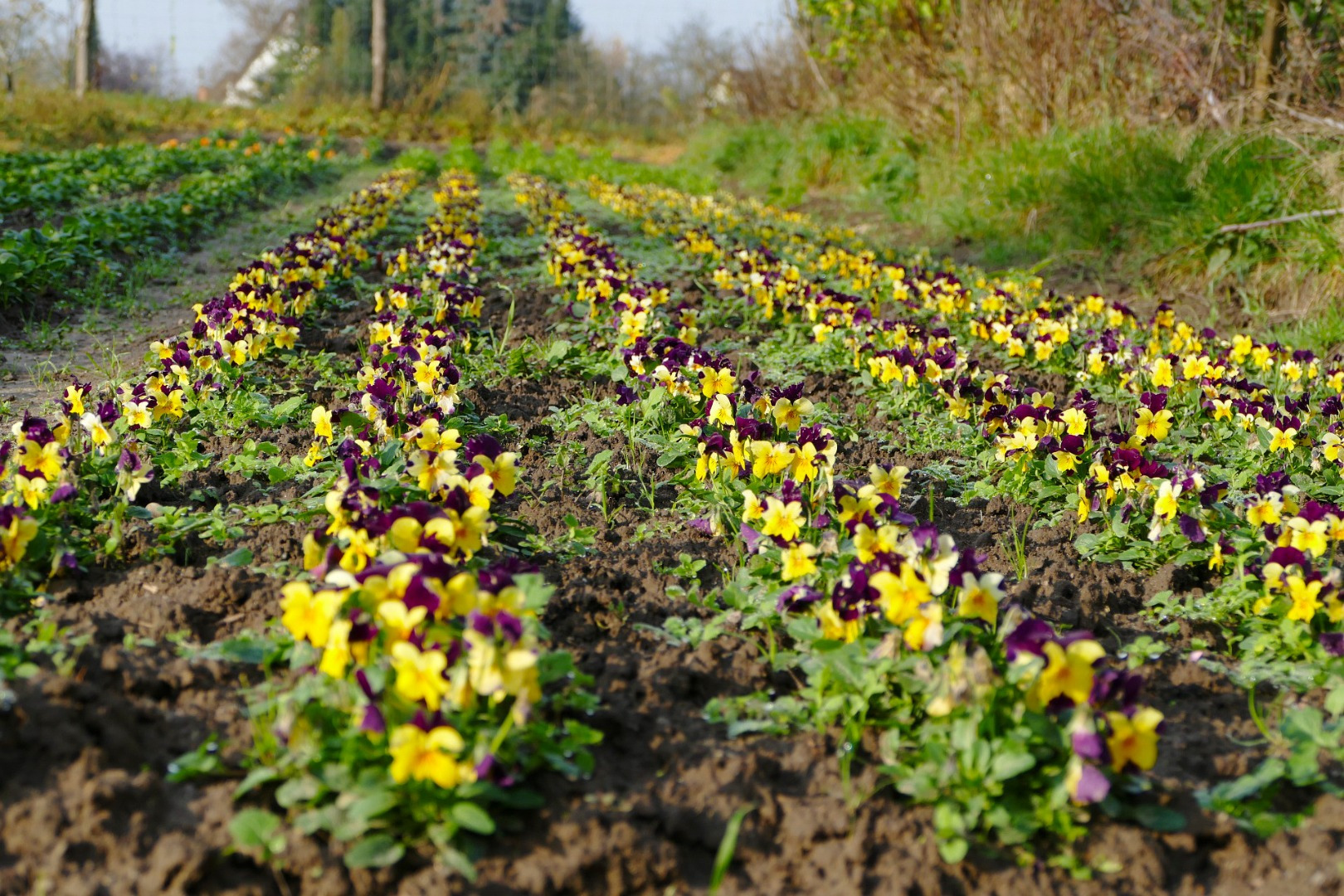 Blumen-Rose | Die Hornveilchen genießen die sanfte Spätherbstsonne.