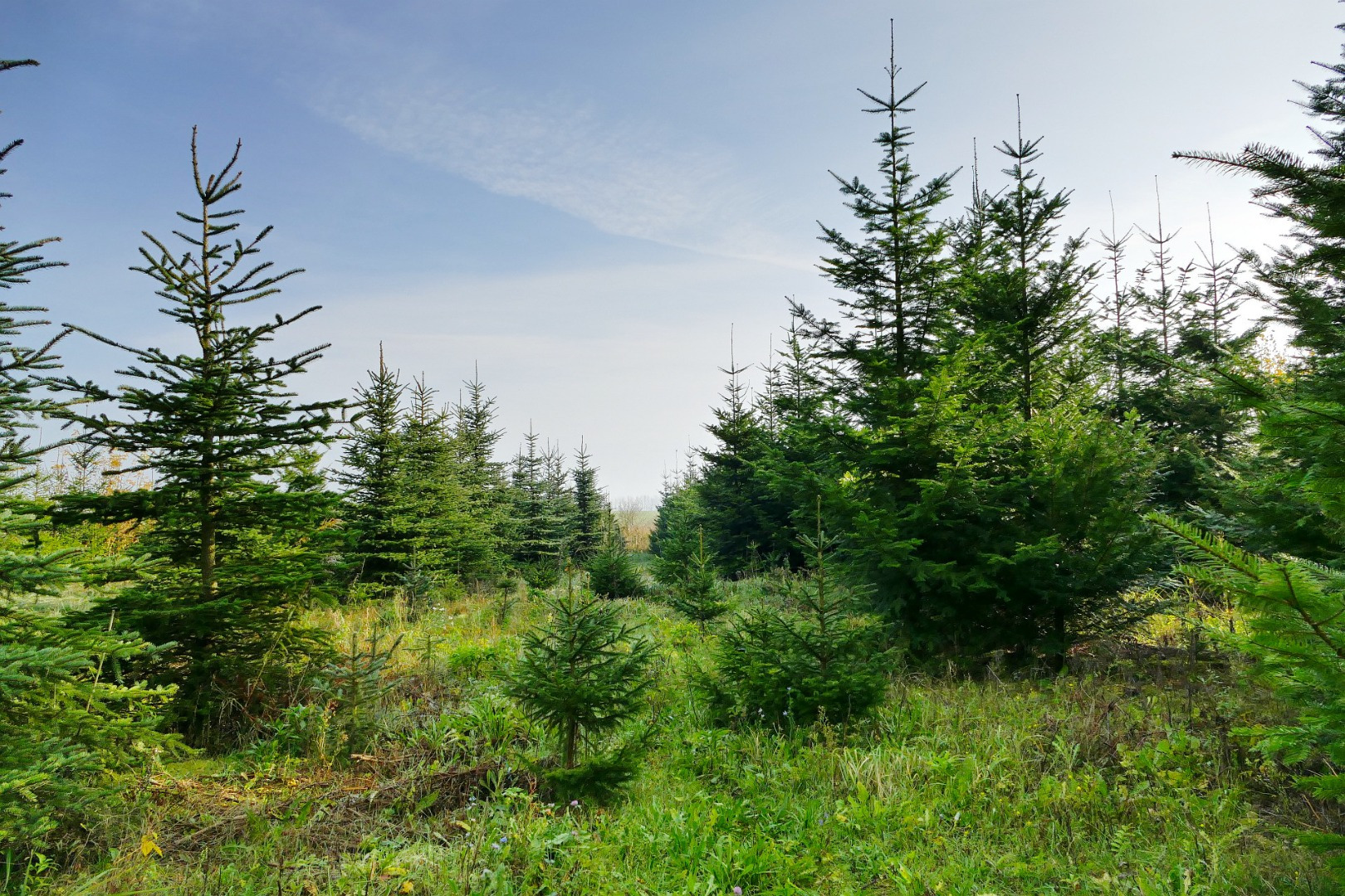 Blumen-Rose | Kleine und große Bäume in der Weihnachtsbaumplantage