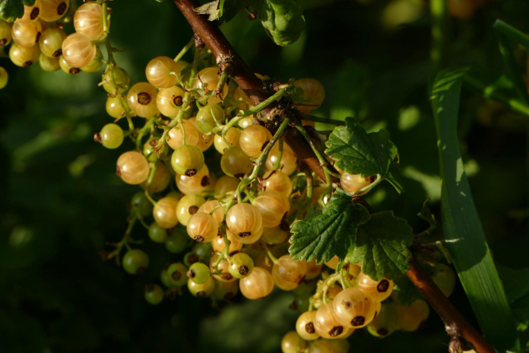 Blumen-Rose | Weiße Johannisbeeren