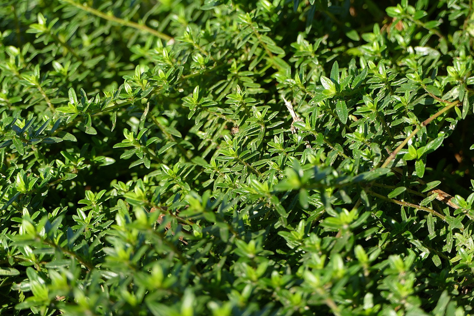 Blumen-Rose | Bohnenkraut - kriechend