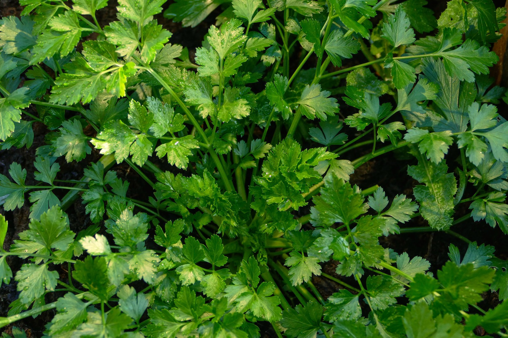 Blumen-Rose | Petersilie - kraus