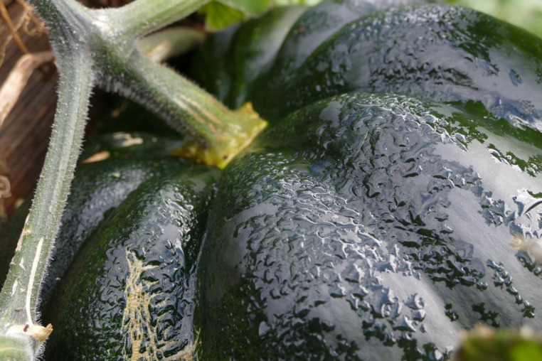 Blumen-Rose | Kürbis