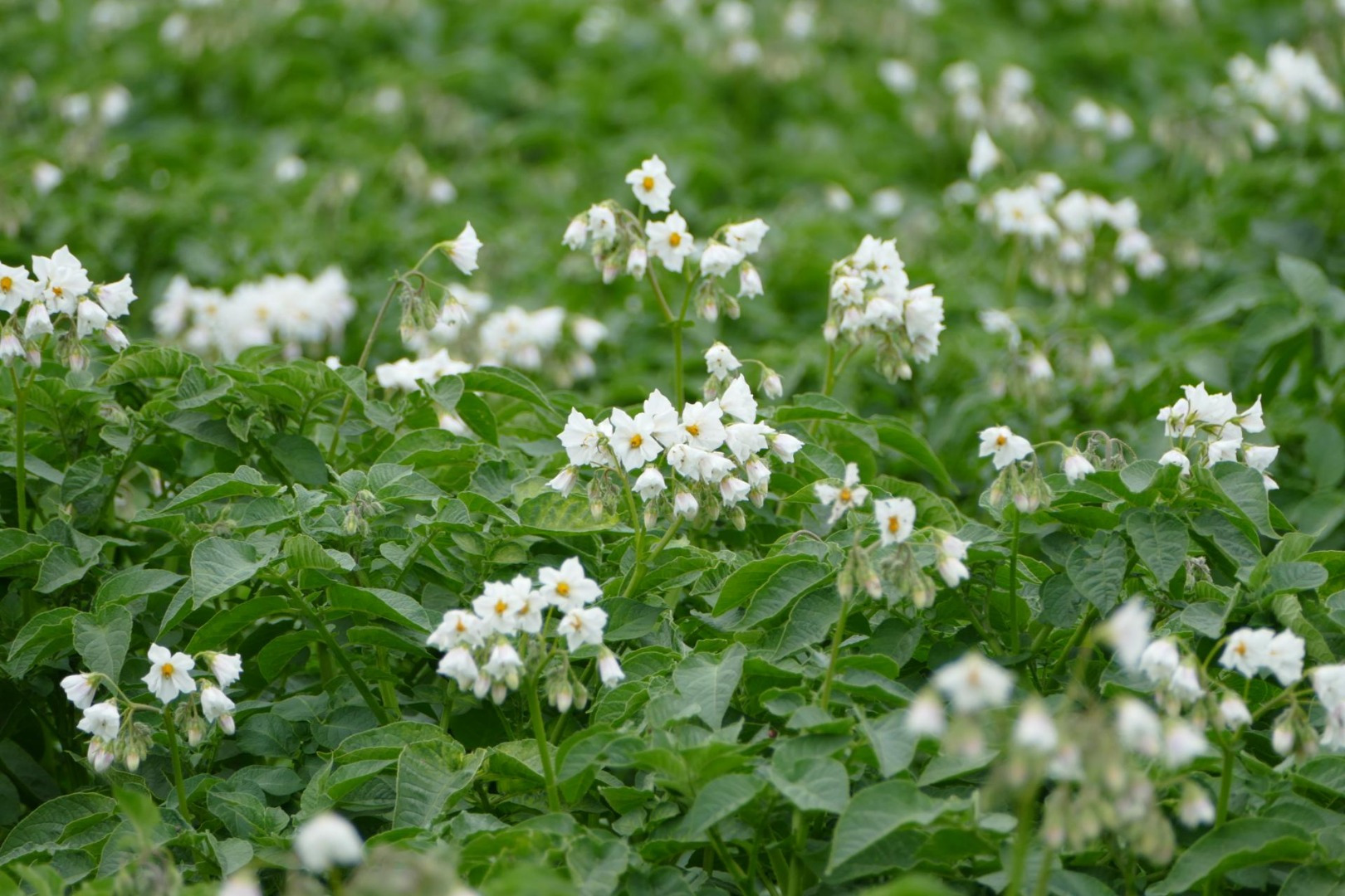 Blumen-Rose | Kartoffelblüten