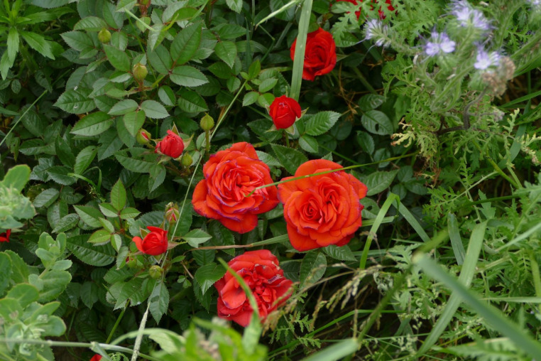 Blumen-Rose | Hornveilchen