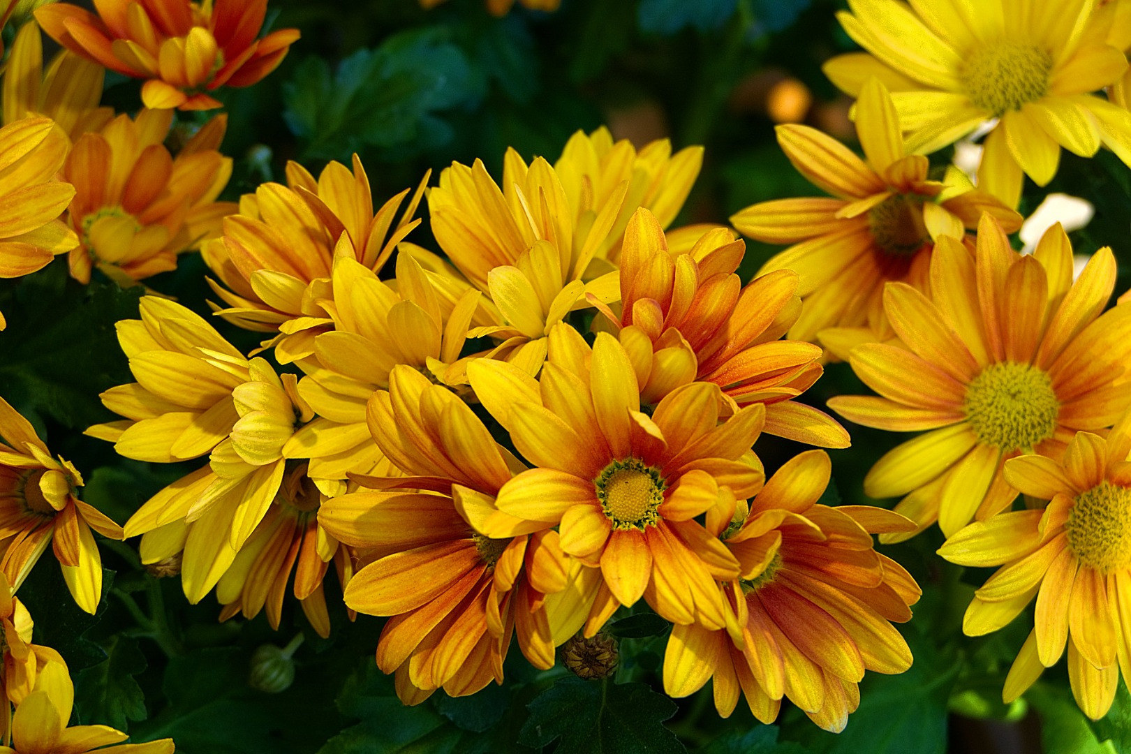 Blumen-Rose | Hornveilchen