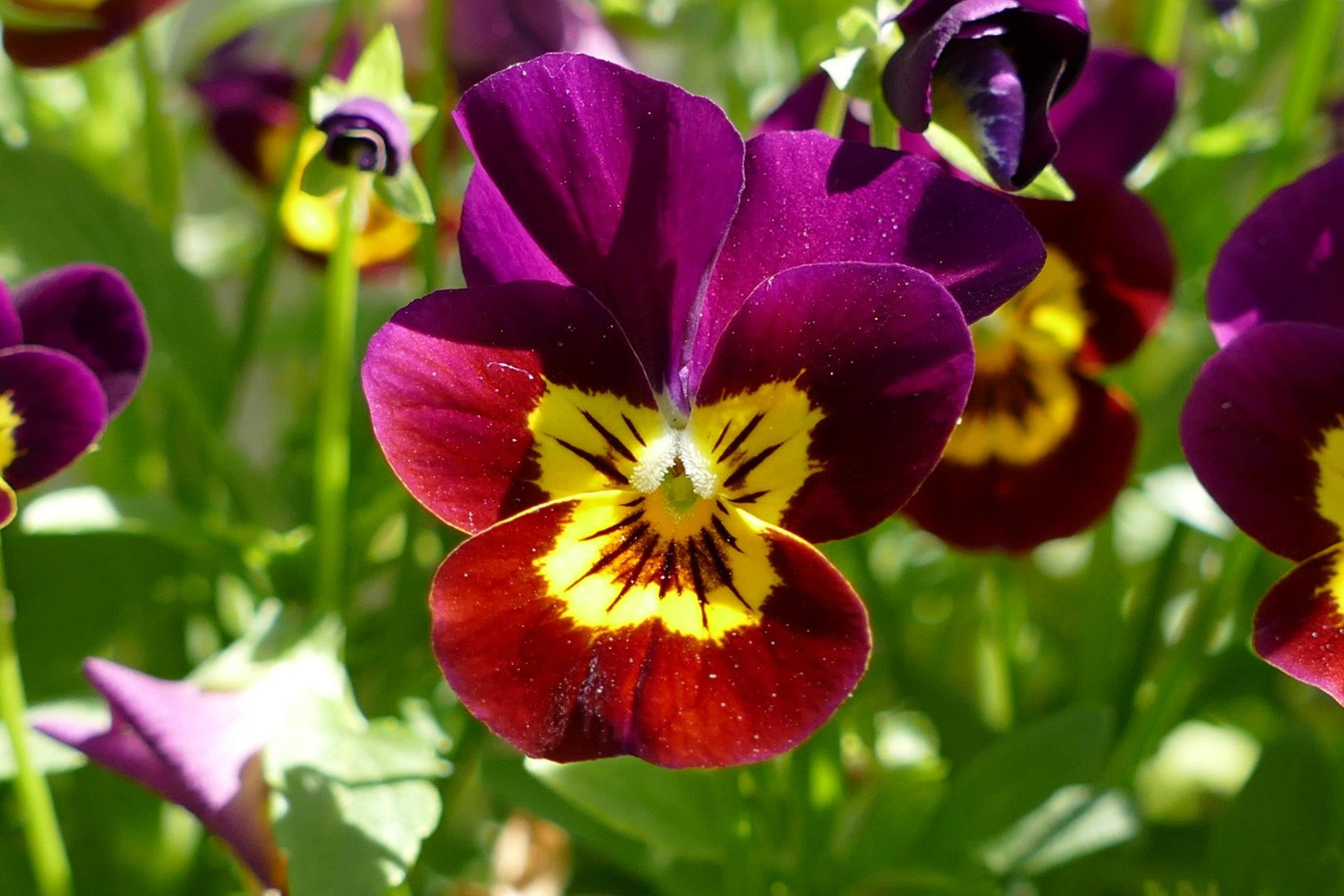 Blumen-Rose | Hornveilchen