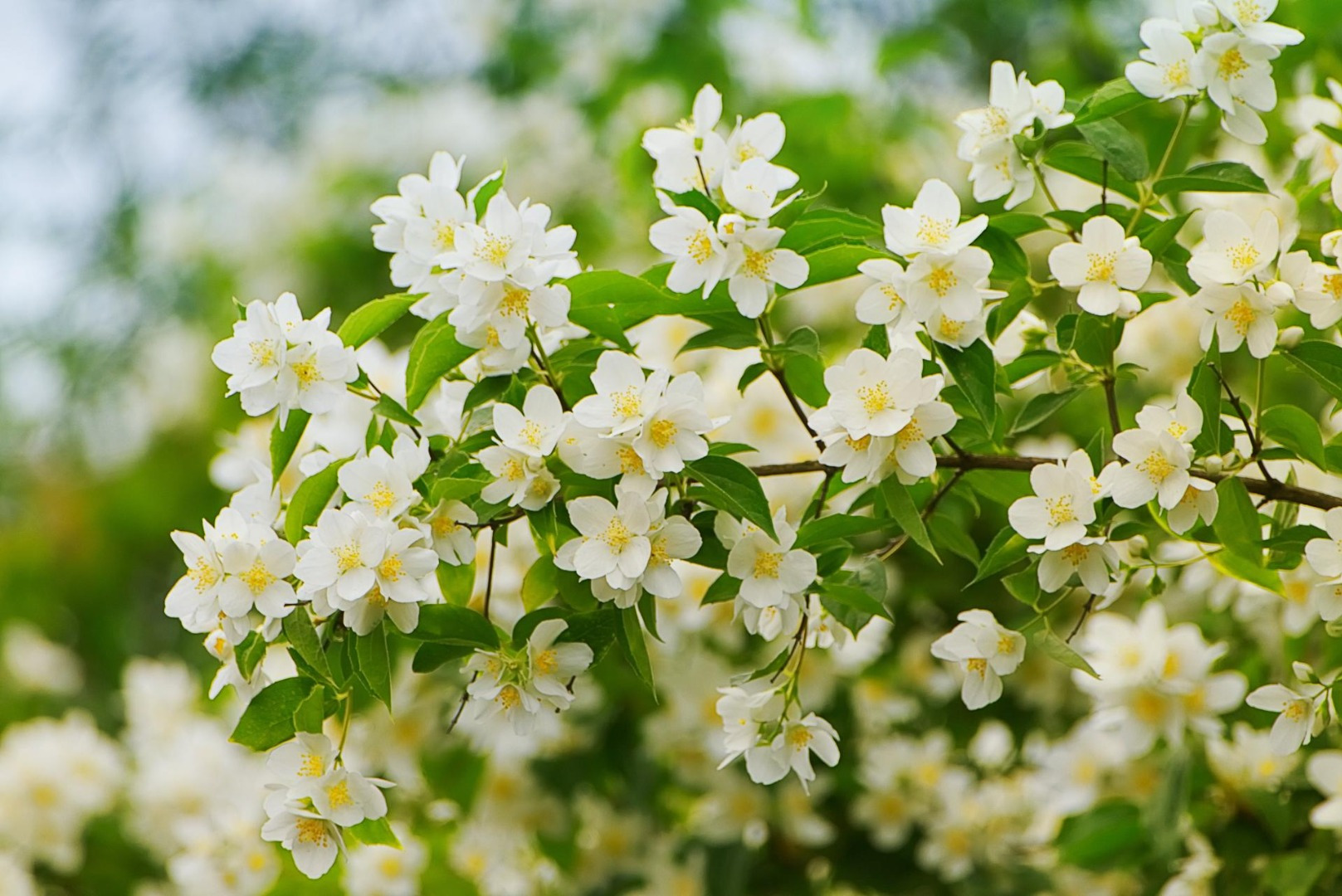 Blumen-Rose | Apfelblüten