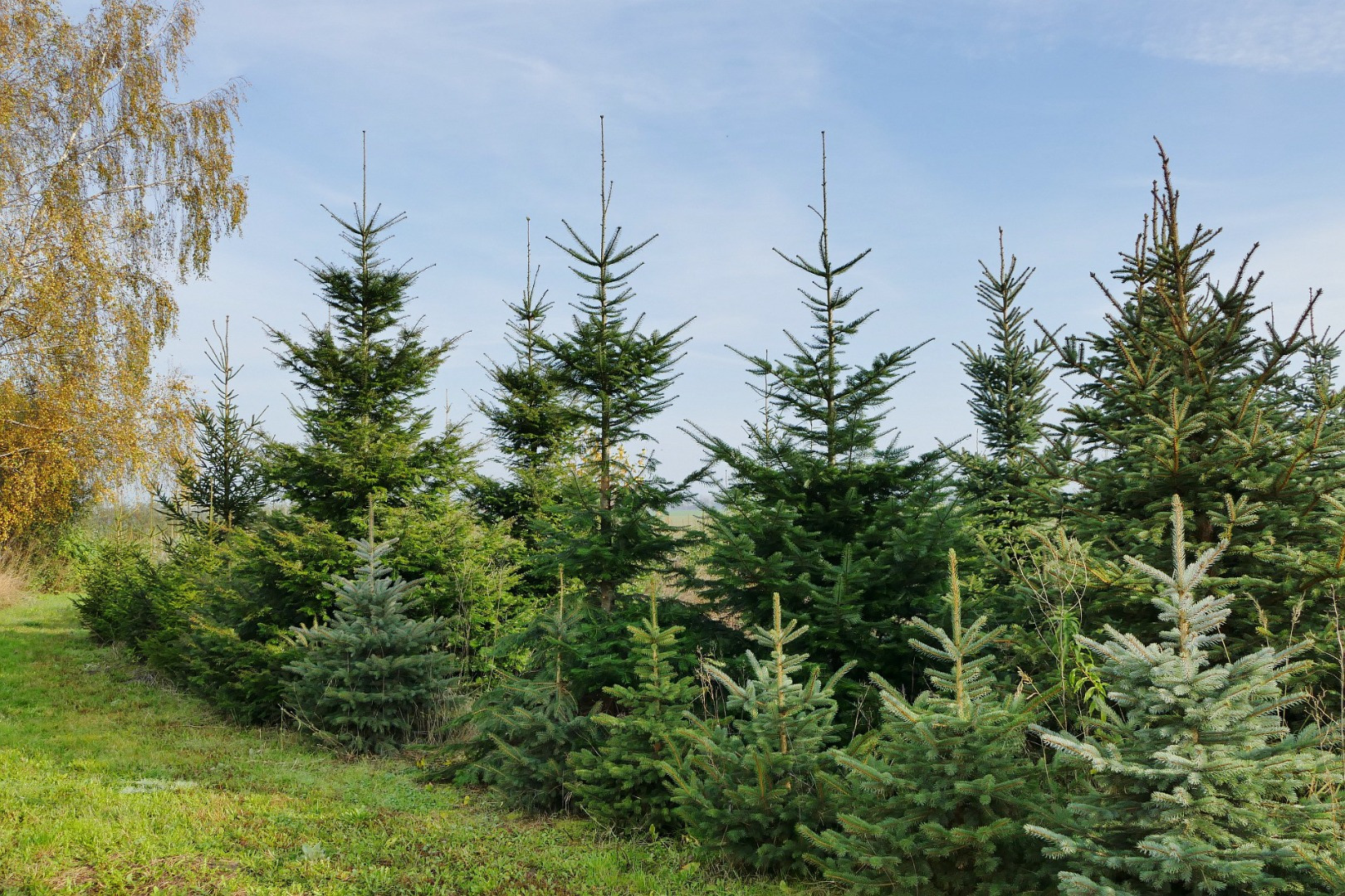 Blumen-Rose | Lindenstraße 49 in Segeletz