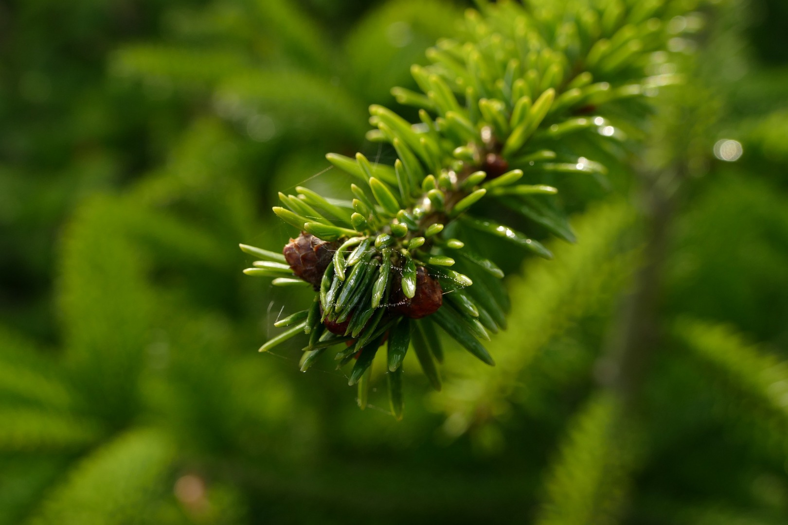 Blumen-Rose | Zweigspitze einer Rotfichte